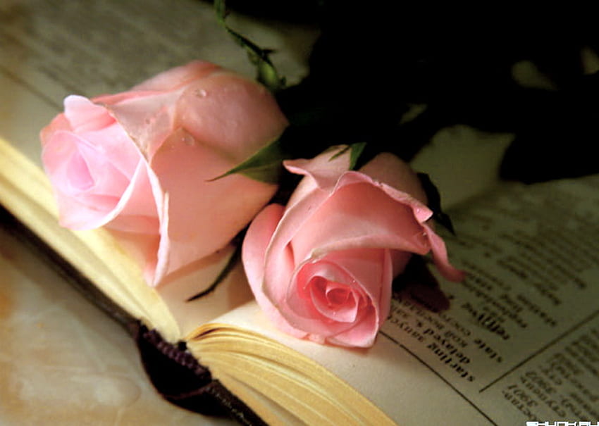 Roses for Anita, two, pink, book, roses, flowers, beauty HD wallpaper