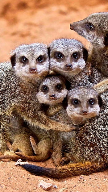 Meerkat family animals HD wallpapers | Pxfuel
