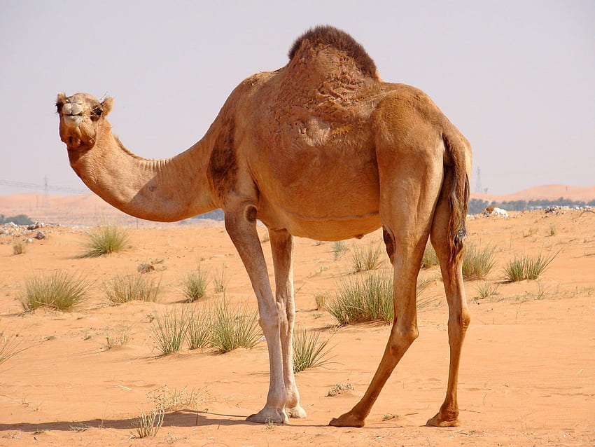 Camel HD wallpaper