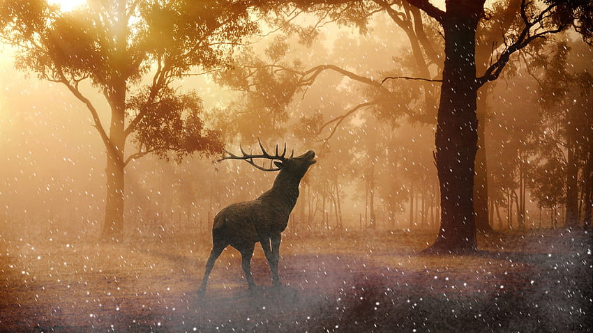 Красив елен лопатар в горска есен Ultra - HD тапет