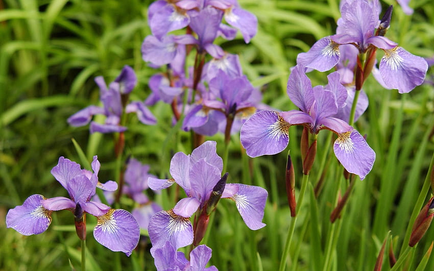 Blumen, Blätter, Iris, Blütenblätter, Knospen HD-Hintergrundbild