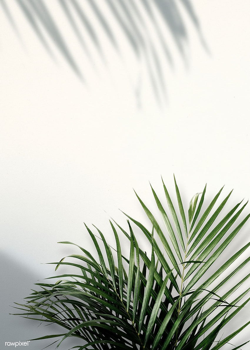 Schatten der Areca-Palme auf einer weißen Wand. Prämie / Adj / HwangMangjoo. Grüne Ästhetik, Pflanzenästhetik, ästhetischer Hintergrund, Pflanzenschatten HD-Handy-Hintergrundbild