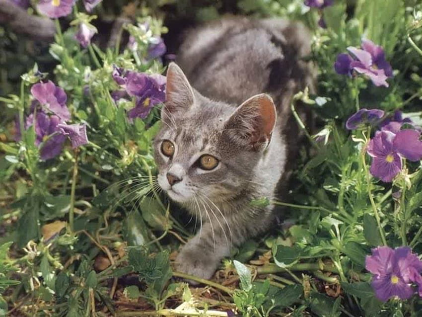 Sweet grey kitten, sweet, kitten, flower, garden, cat HD wallpaper
