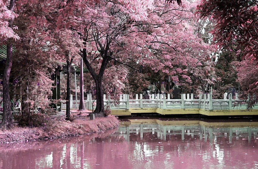 Chinese garden, pink, garden, chinese, nature, spring, water HD wallpaper