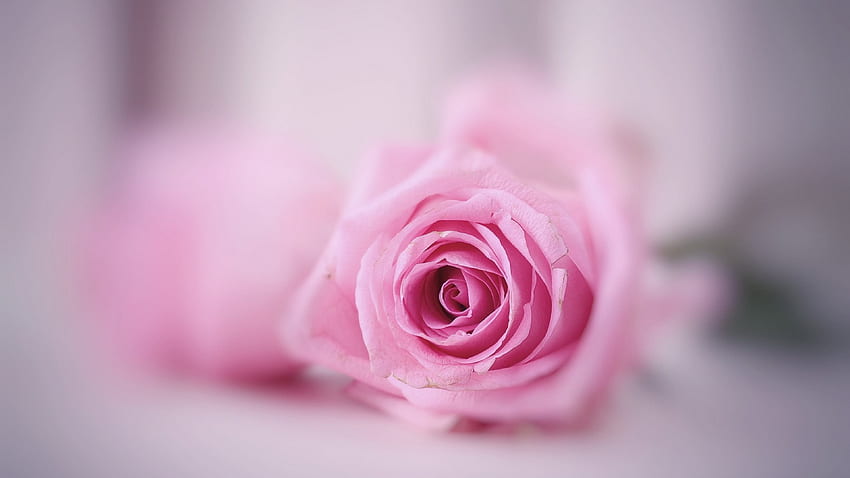 Rosebud, Softness, Pink, Beauty, Rose HD wallpaper