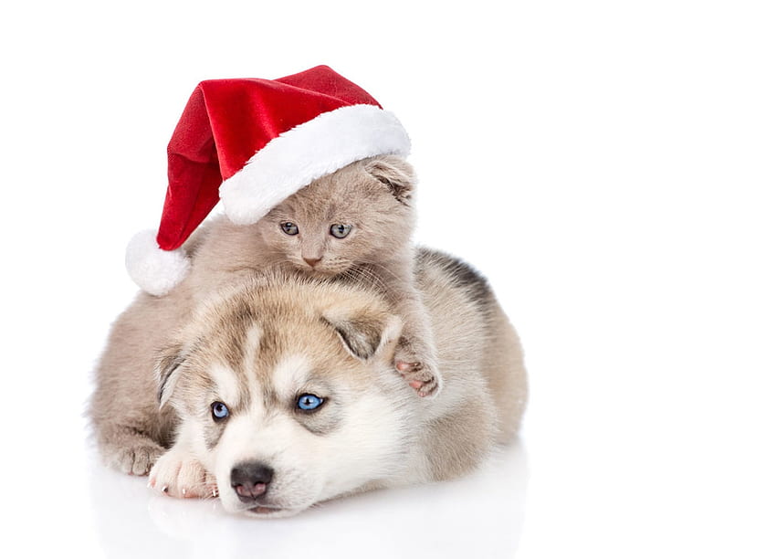 Waiting for Santa, kitten, animal, white, craciun, cute, cat, pisica, puppy, husky, christmas, red, couple, santa, hat, caine HD wallpaper