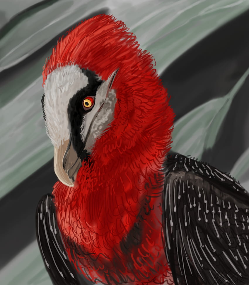 Bearded Vulture on HD phone wallpaper