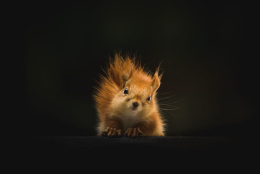 Schwarzes Eichhörnchen HD-Hintergrundbild