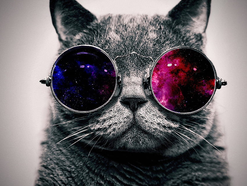 cool cat with the glasses, cool, glasses, cat, feline HD wallpaper