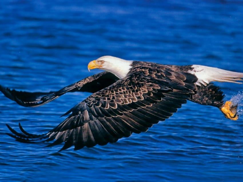 Eagel in flight, blue, water, eagle HD wallpaper