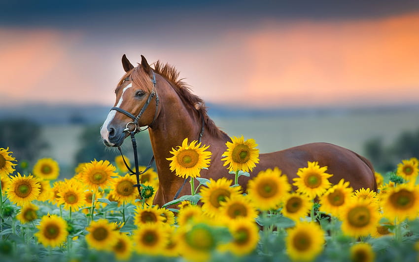 Koń w Słonecznikowym Polu, lato, niebo, zachód słońca, kwiaty Tapeta HD