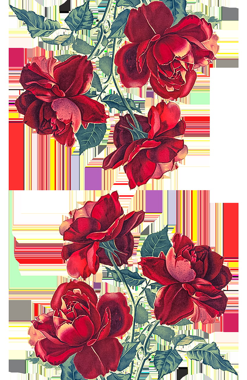 Temukan dan bagikan yang paling indah dan kreatif dari seluruh dunia untuk ponsel Anda di sini! Lihat bagian Kustom kami. Seni mawar, mawar merah, casing iphone merah wallpaper ponsel HD
