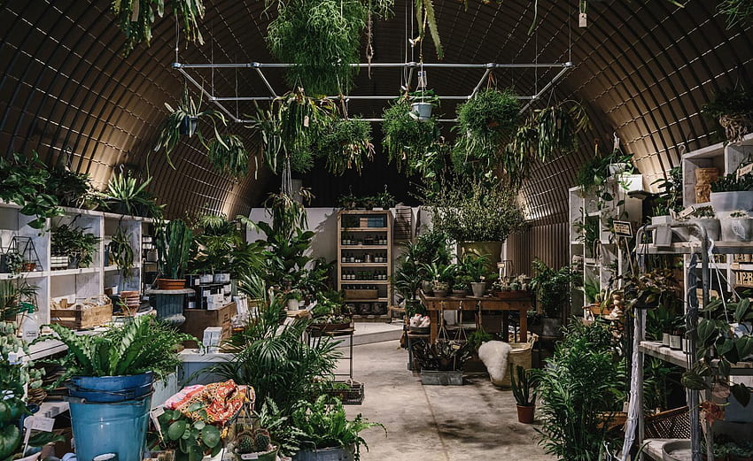 Forest London brings rare and exotic plants to the city. *, Houseplants HD wallpaper