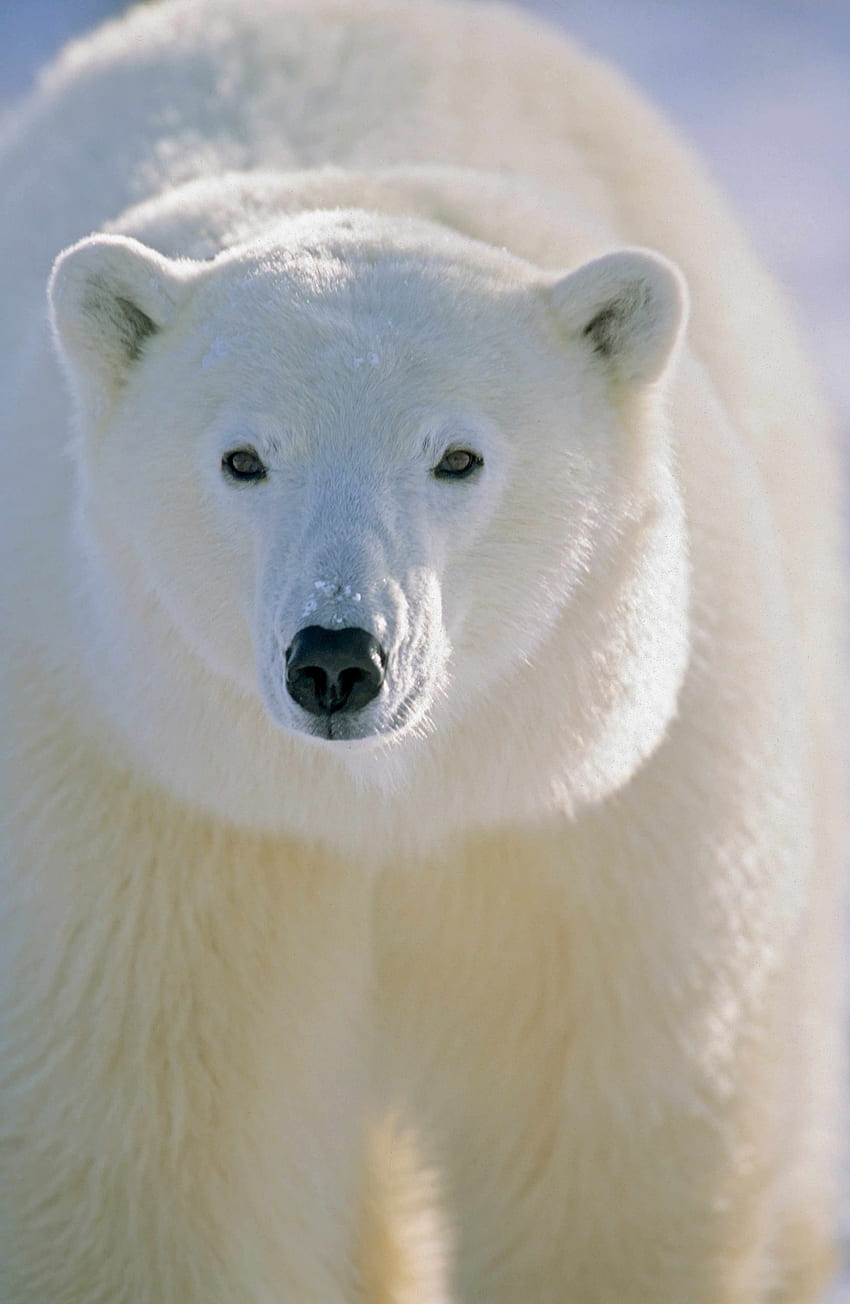 Polar iPhone, страхотна полярна мечка HD тапет за телефон