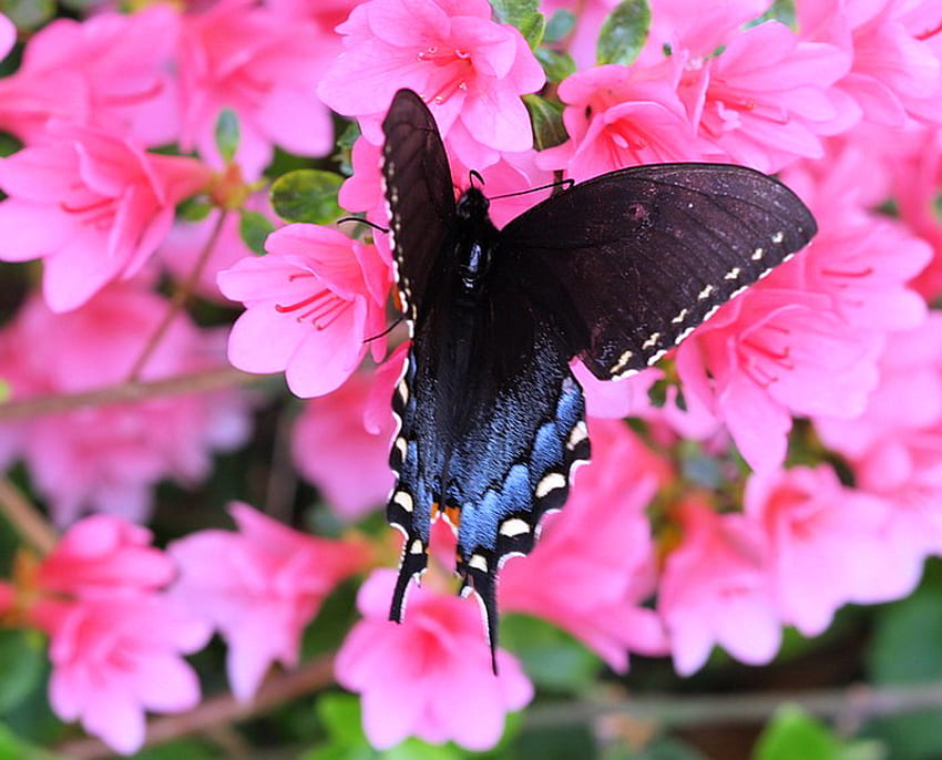 Beautiful blue, blue, pink, white, black, butterfly, flowers HD wallpaper