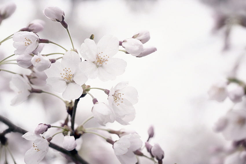 Biały Kwiat Wiśni - Nowość, Biała Sakura Tapeta HD