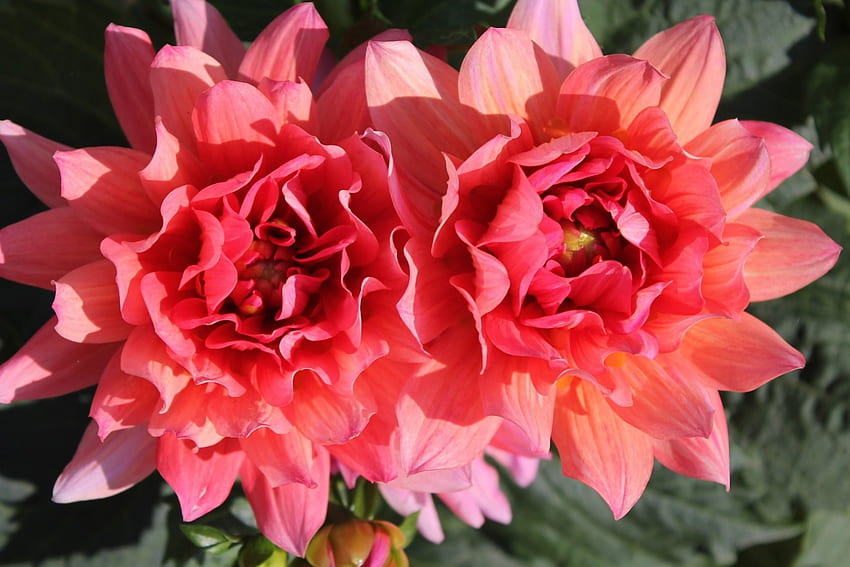 Dahlia Mekar, merah muda, dahlia, alam, bunga, mekar Wallpaper HD