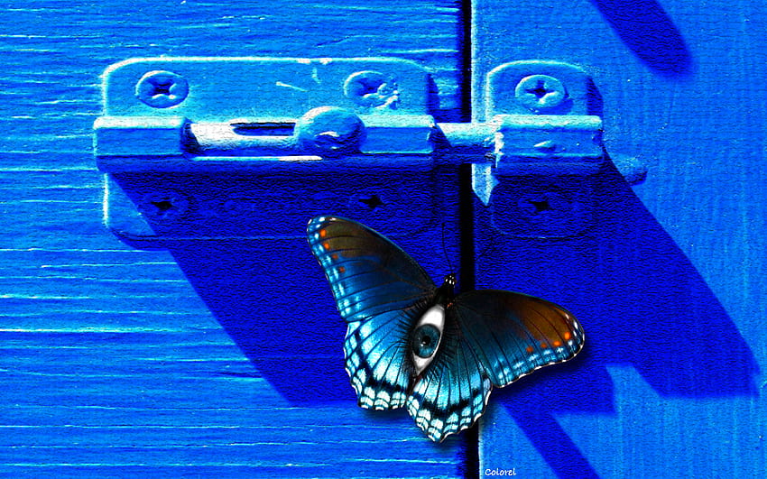 mata kupu-kupu, alam, serangga Wallpaper HD
