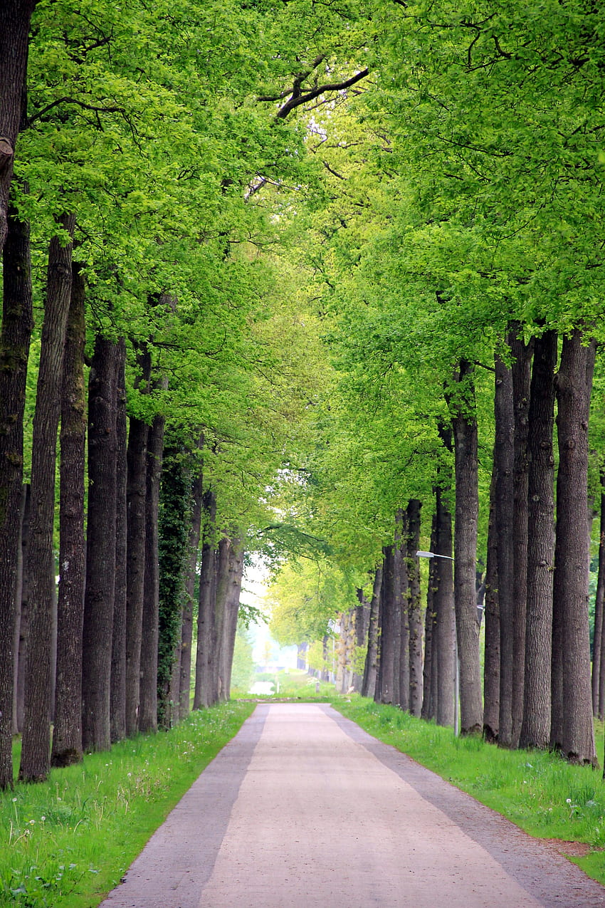 Taman, pohon, alam, jalan wallpaper ponsel HD