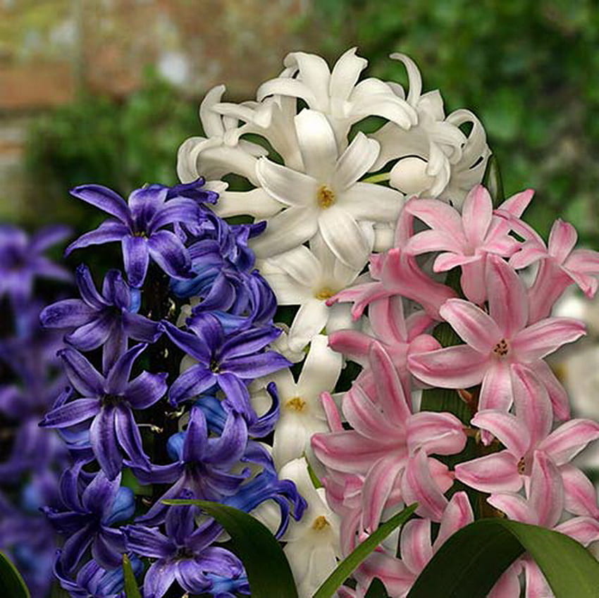 hiacynt, kolorowy, wiosna, kwiat Tapeta HD
