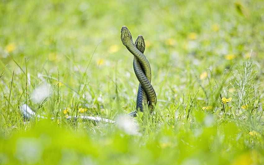 Animals, Grass, Snakes, Peek Out, Look Out HD wallpaper