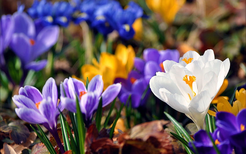 Kwiaty, Liście, Wiosna, Pierwiosnek, Krokusy Tapeta HD