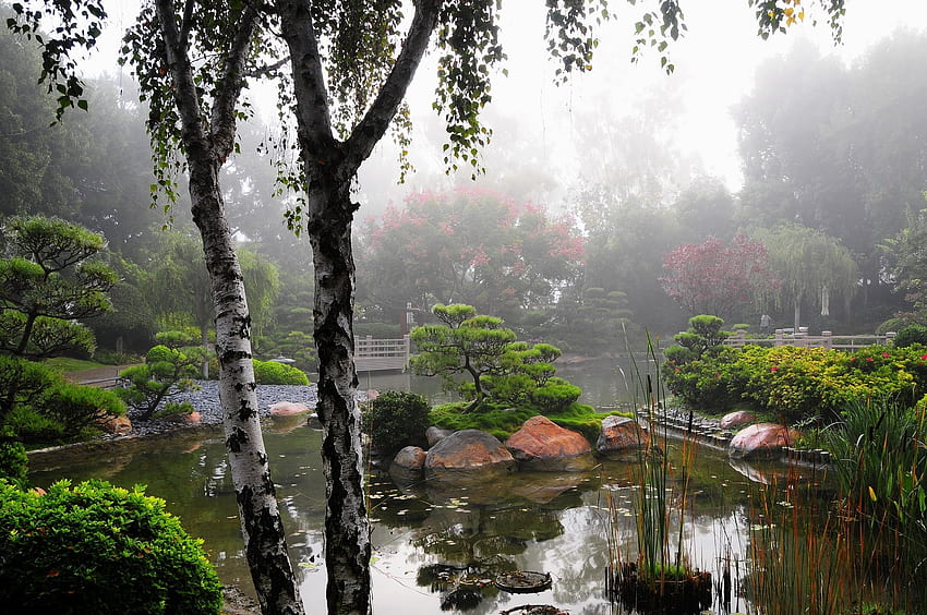 naturaleza, vegetación, jardín, neblina, estanque, abedul fondo de pantalla