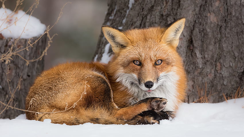 Light Brown Fox With Stare Look Is Sitting On Snow In Tree Trunk Background Fox HD wallpaper