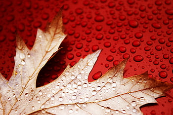 Red fallen leaves HD wallpapers | Pxfuel