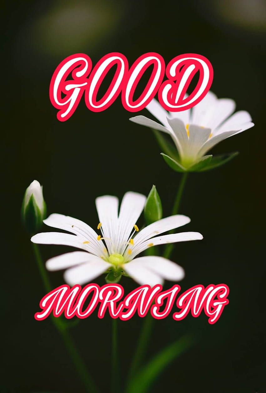 Good Morning Flower Best Wishes Morning Flowers Hd Phone Wallpaper Pxfuel