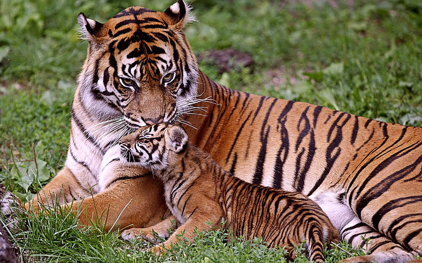 Animals, Grass, Young, To Lie Down, Lie, Tiger, Care, Joey, Tiger Cub HD wallpaper