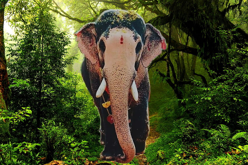 Слоновете на Керала. Слонове от Керала. Кералски слон и имена HD тапет