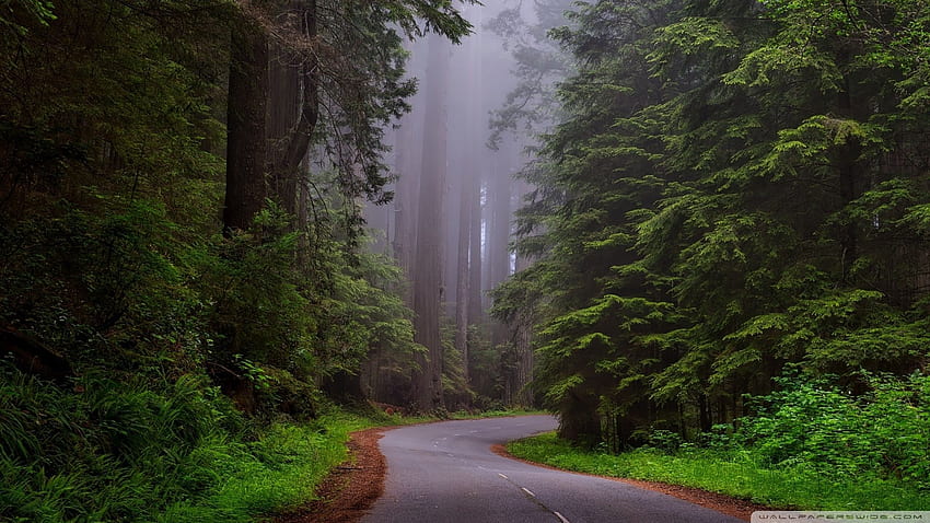Park Narodowy Redwood w Kalifornii ❤ dla kraju Teksasu Tapeta HD