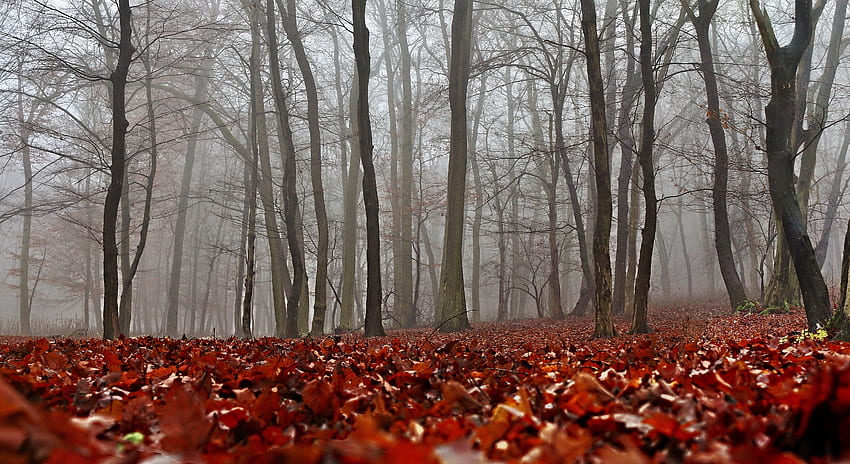 Natura, Jesień, Las, Mgła, Liście Tapeta HD