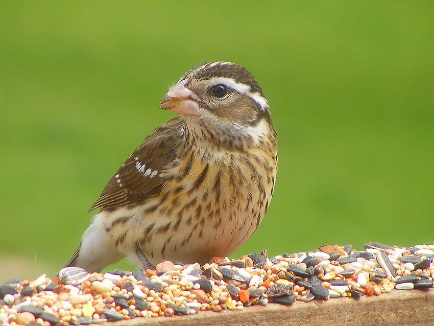 Lunch Time, rosebreasted, birds, grosbeak, female HD wallpaper