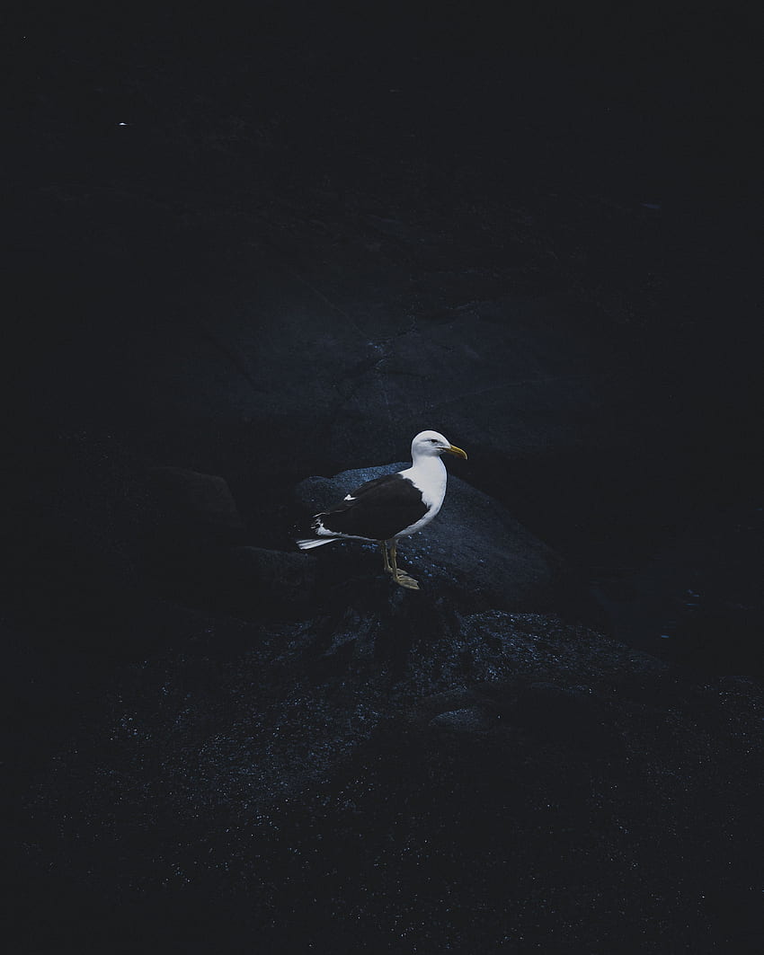 Animals, Bird, Dark Background, Seagull, Gull HD phone wallpaper