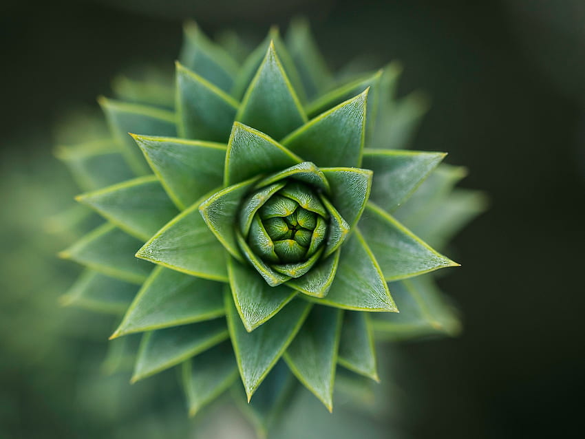 Succulent, close up, green HD wallpaper