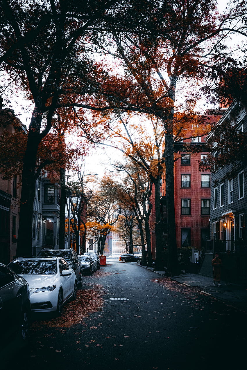 Ciudades, árboles, otoño, coches, ciudad, calle fondo de pantalla del teléfono