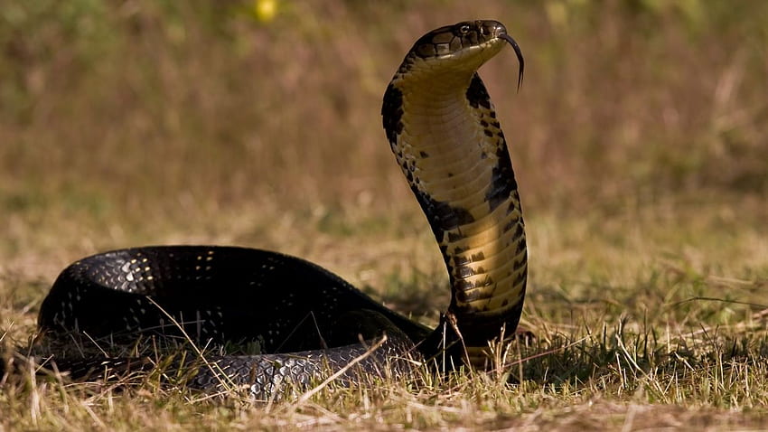 King Cobra Snake King Kobra High Res Hd Wallpaper Pxfuel