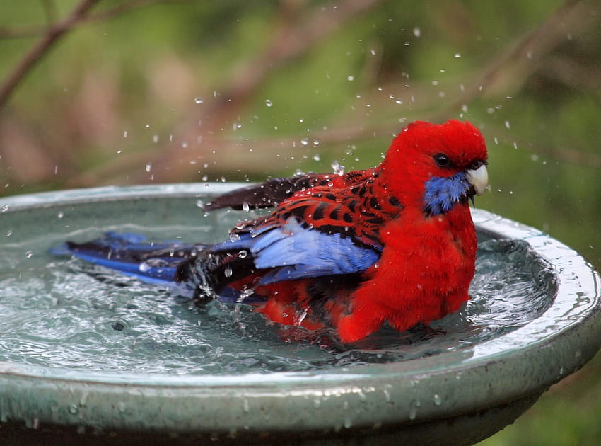 WATER FUN, BATH, RED, AUSTRALIA, BIRD HD wallpaper