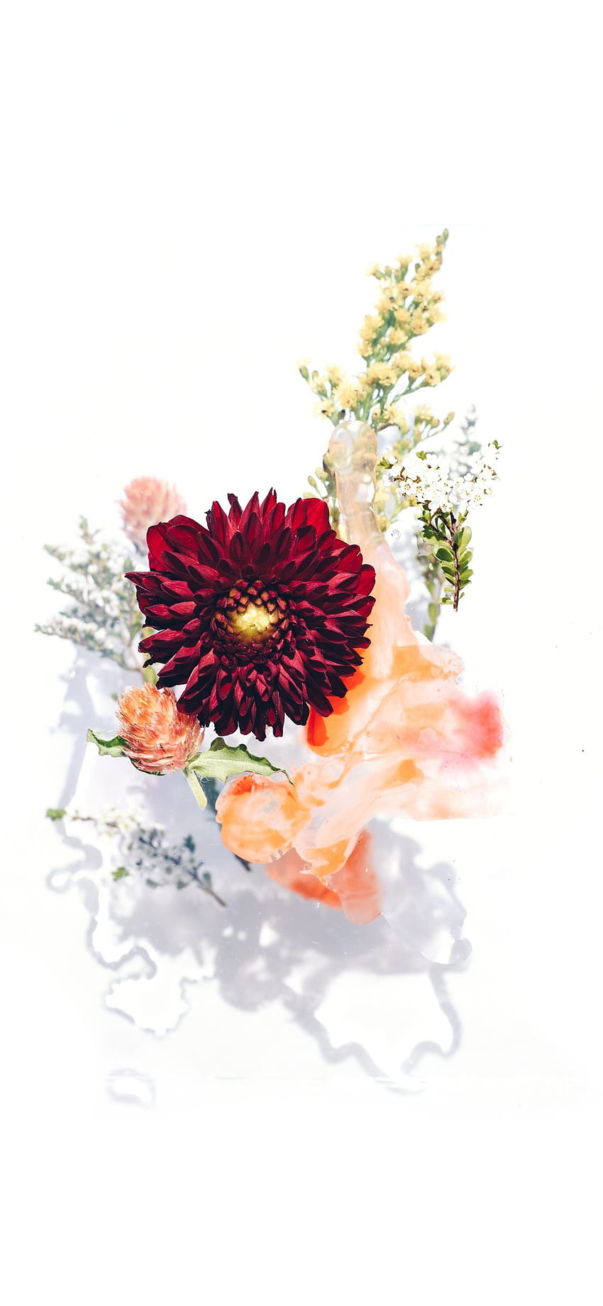 Motif bunga disusun di kaca iPhone, Coral Floral wallpaper ponsel HD