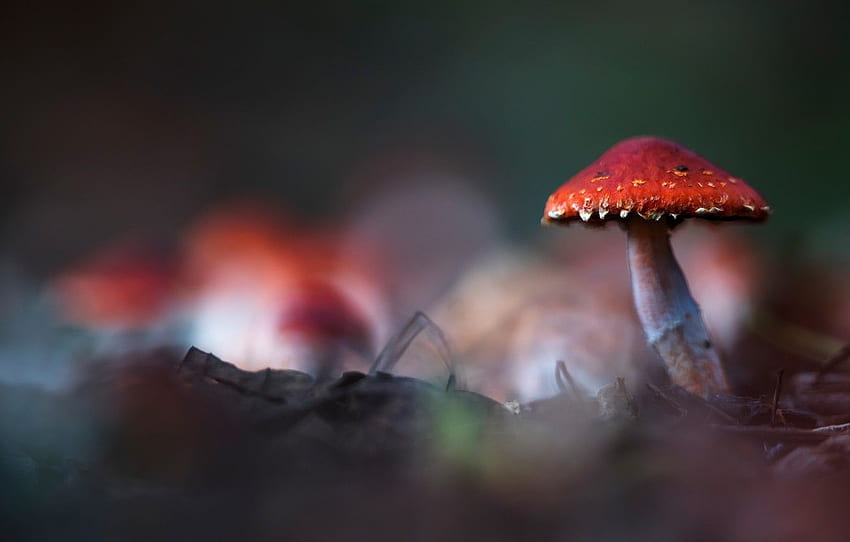 background, mushroom, blur, mushroom, bokeh, fungus for , section природа HD wallpaper