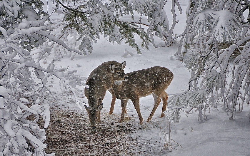 Animales, árboles, nieve, ciervos fondo de pantalla