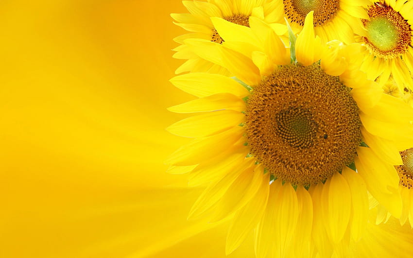 Soft Glow of Sunflowers, sementes, tamanho, grande, alto, verão, luz do dia, dia, girassóis, pétalas, brilhante, amarelo, natureza, flores, centro, quente papel de parede HD