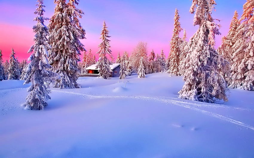 Winter scenery, winter, pink, smooth, snow, clean, nature, hazy, pines, sunset HD wallpaper
