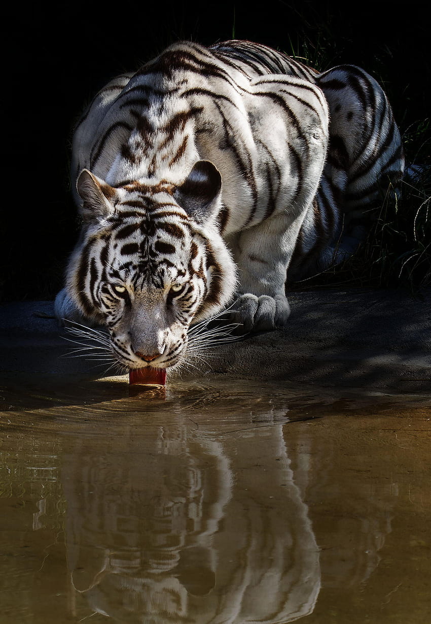 : Tiger Drinking Water - Animal, Bengal, Drinking HD phone wallpaper