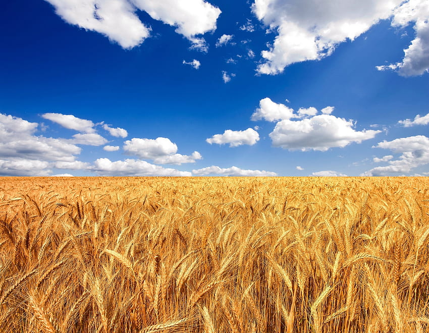 Житно поле, поле, пшеница, небе, природа HD тапет