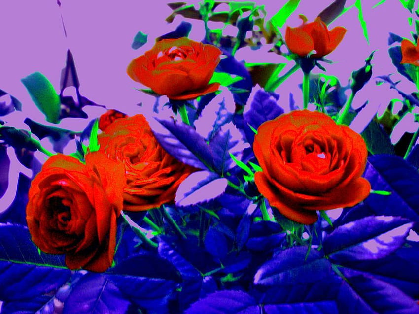 Psychedelic Roses, Psychedelic Flowers HD wallpaper