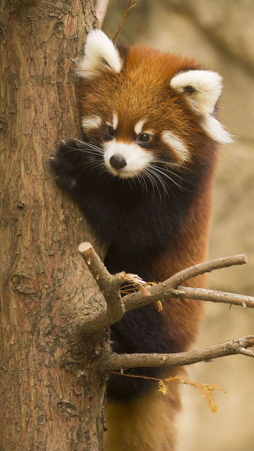 Animal panda rojo móvil del zoológico de Chicago. Panda rojo, Panda rojo lindo, Panda fondo de pantalla del teléfono
