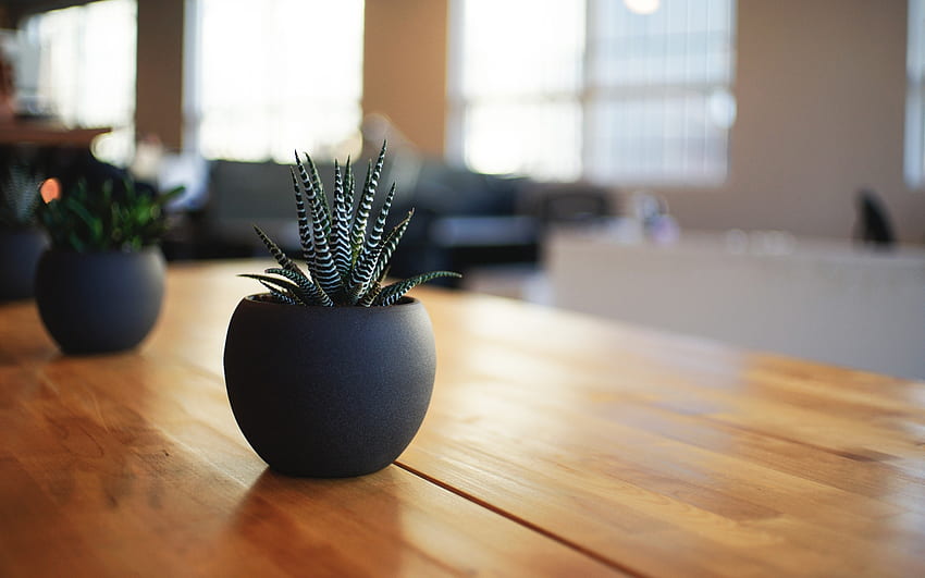 Vasi per piante domestiche da tavolo Anteprima di alta qualità, pianta da interno Sfondo HD